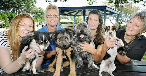 Foster carers Erin Burmeister with Oscar, Lynn Nayda with Stephen, Marie Barnes with Bullet and Pam Lopez with Shayla want to find new homes for the pets. Foster carers Erin Burmeister with Oscar, Lynn Nayda with Stephen, Marie Barnes with Bullet and Pam Lopez with Shayla want to find new homes for the pets.